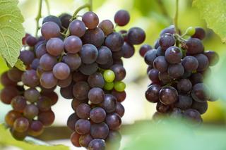 Cabernet sauvignon : fiche du cépage