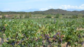 Grenache : fiche du cépage méditerranéen
