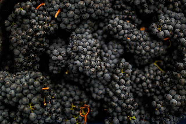 La macération carbonique, fermentation du raisin entier sous gaz carbonique La macération carbonique, fermentation du raisin entier sous gaz carbonique