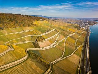 Riesling : cépage, vin sec ou moelleux
