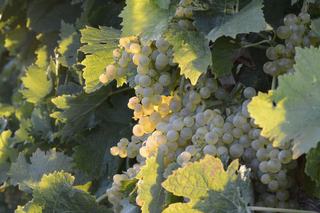 Viognier : fiche du cépage blanc du Rhône