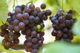 Cabernet sauvignon : fiche du cépage