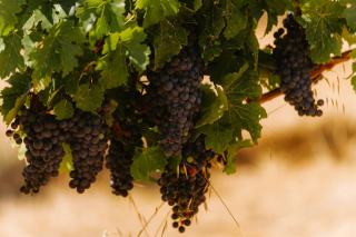 Carignan : fiche du cépage méditerranéen