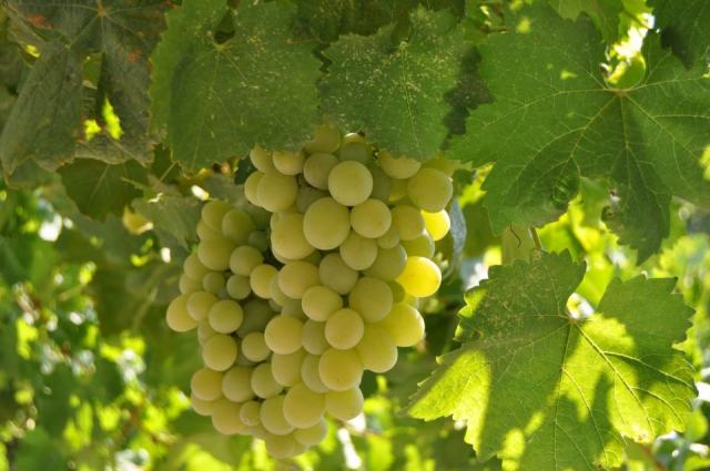 Le chardonnay, cépage blanc de Bourgogne et de Champagne Le chardonnay, cépage blanc de Bourgogne et de Champagne