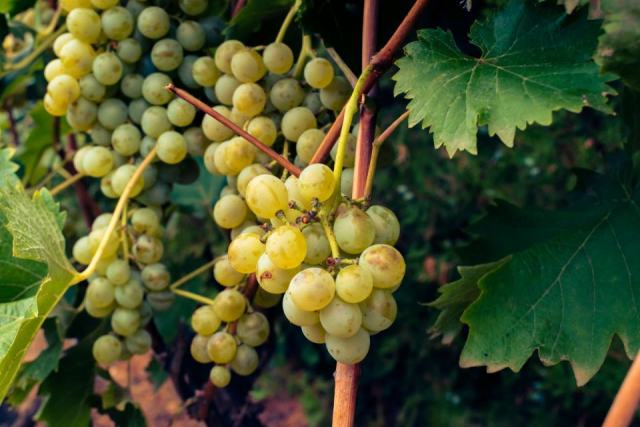 Le chenin, cépage blanc de la Loire capable de tous les styles Le chenin, cépage blanc de la Loire capable de tous les styles
