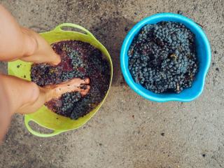 Foulage du raisin : définition