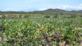 Grenache : fiche du cépage méditerranéen