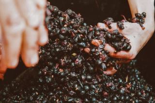 Macération : définition en vinification