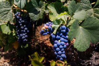 Merlot : fiche du cépage rouge de Bordeaux