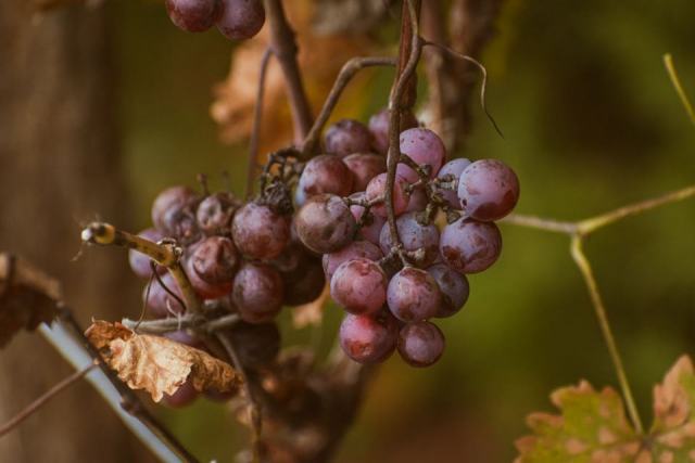 Le mourvèdre, cépage tardif qui aime la chaleur et la mer Le mourvèdre, cépage tardif qui aime la chaleur et la mer