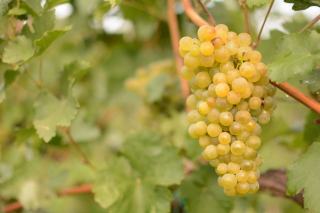 Muscat : fiche d’une famille de cépages