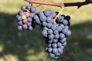 Pinot noir : fiche du cépage de Bourgogne