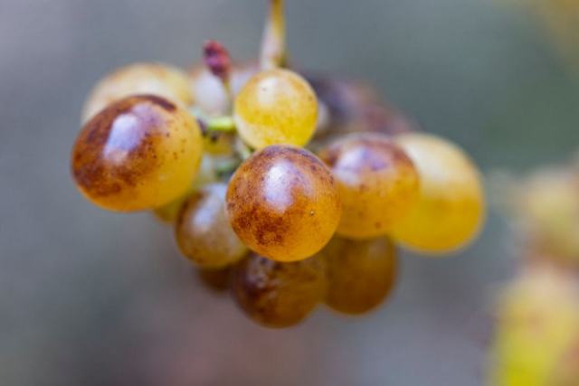 La pourriture noble, le champignon Botrytis cinerea au service des liquoreux La pourriture noble, le champignon Botrytis cinerea au service des liquoreux