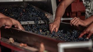 Rafle du raisin : définition et égrappage