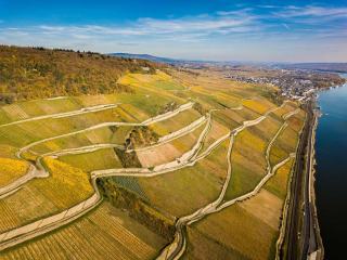 Riesling : cépage, vin sec ou moelleux