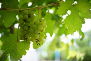 Sauvignon blanc : fiche du cépage
