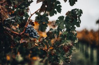 Syrah : fiche du cépage rouge
